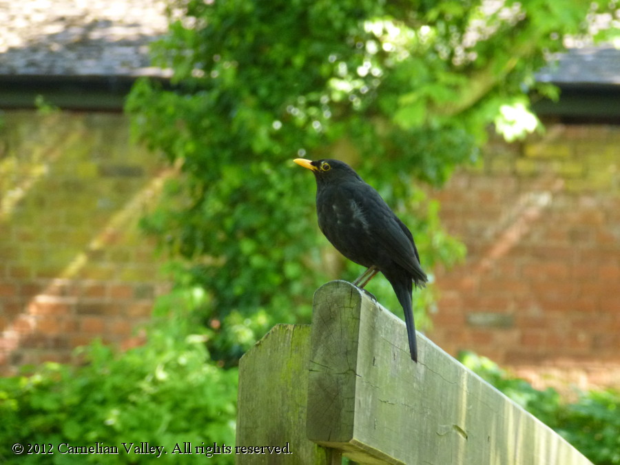 A photograph of a blackbird