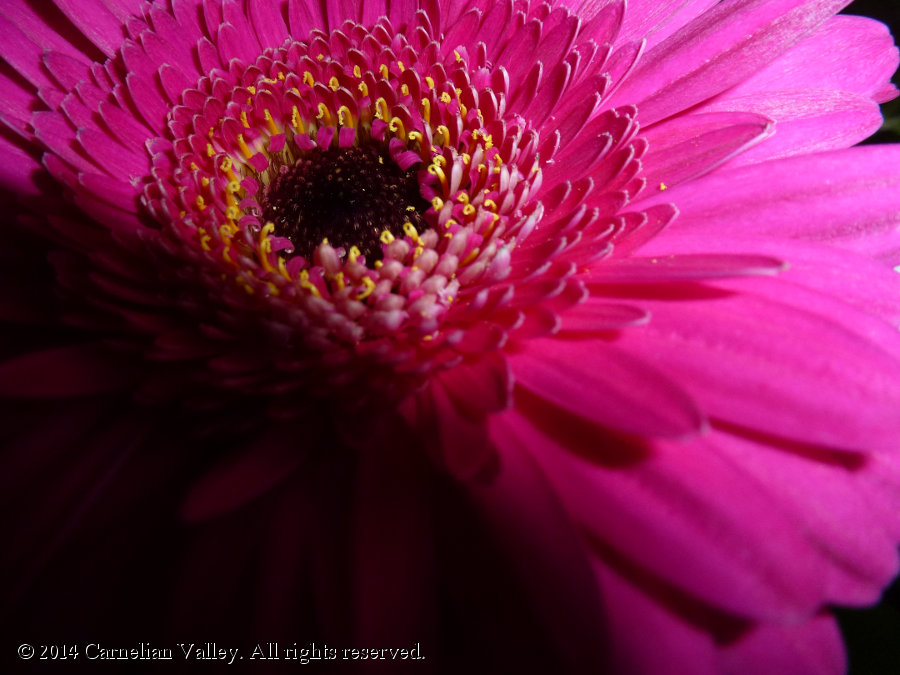 A macro photo of a flower against a dark background