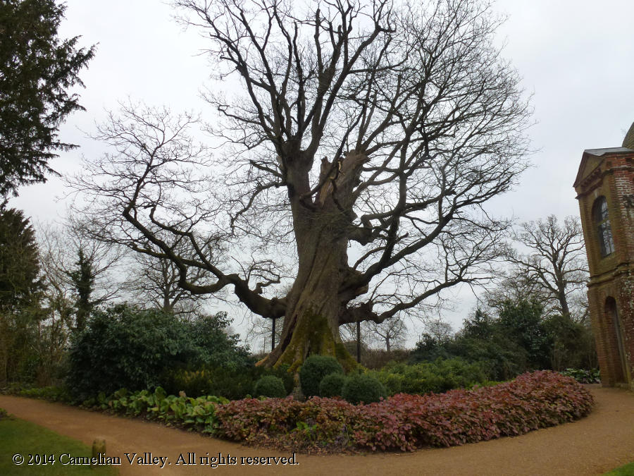 The Vyne's oak tree