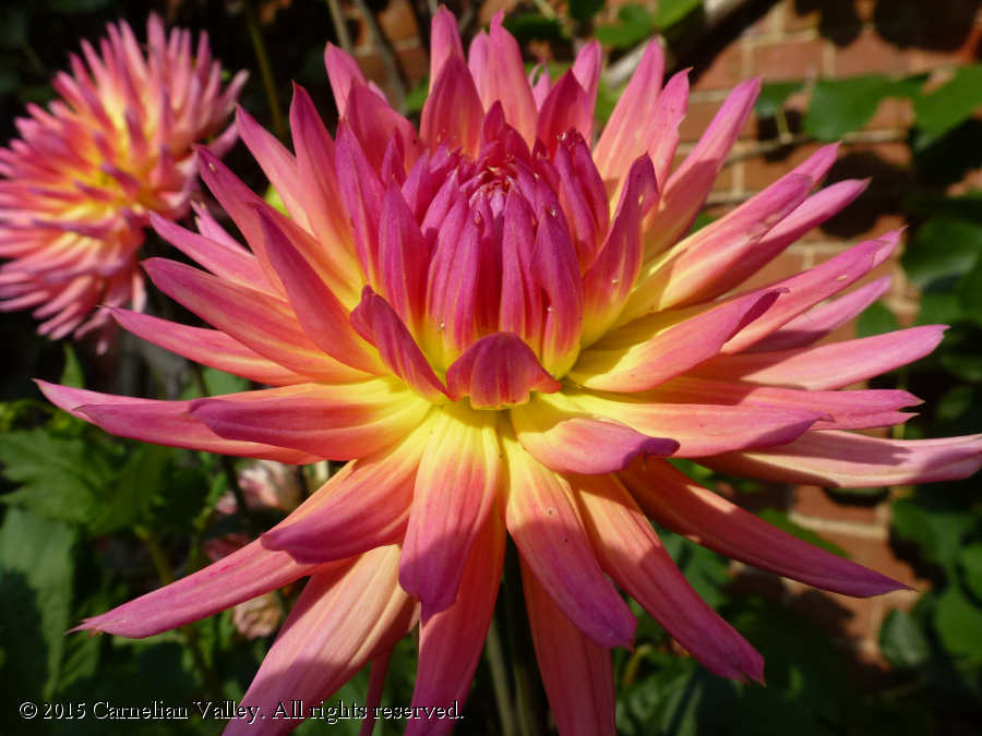 A photograph of a pink and yellow flower