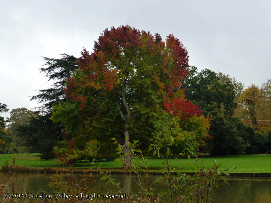 A photograph of an autumn tree at The Vyne