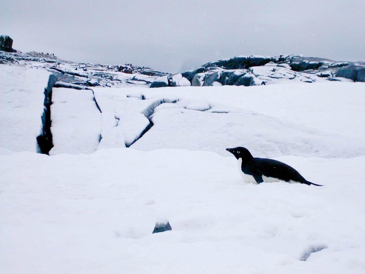 A photograph of a penguin in Antarctica