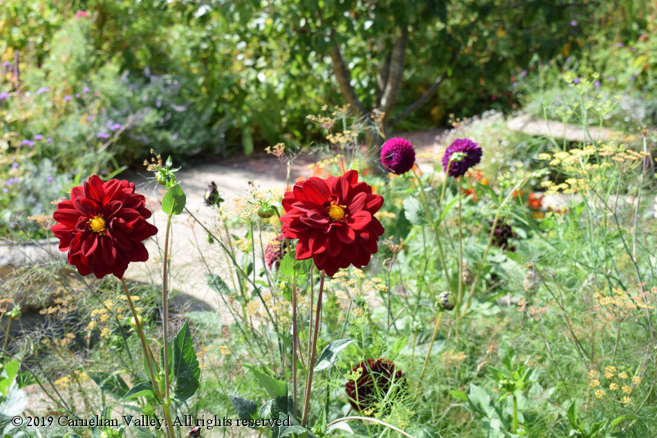 A photograph of flowers in the garden at Monk's House - red flowers are in focus against a background of greenery and purple flowers