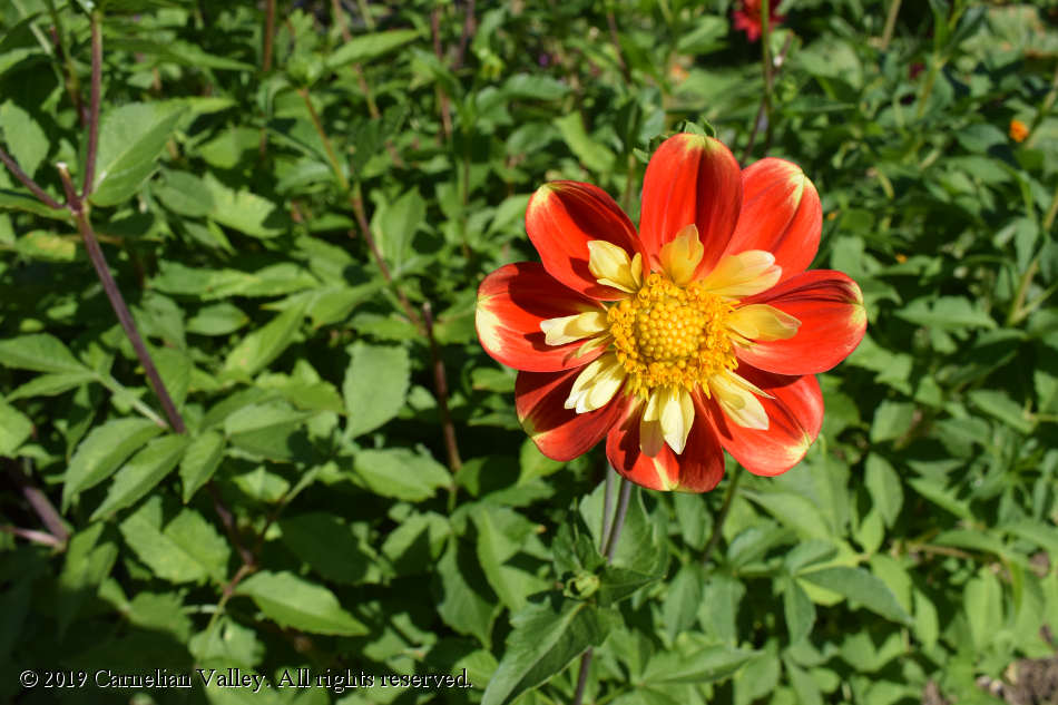 A photograph of a red and yellow flower in the far garden