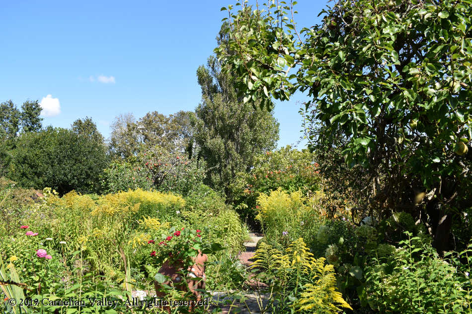 A photograph of the purposefully-overgrown gardens