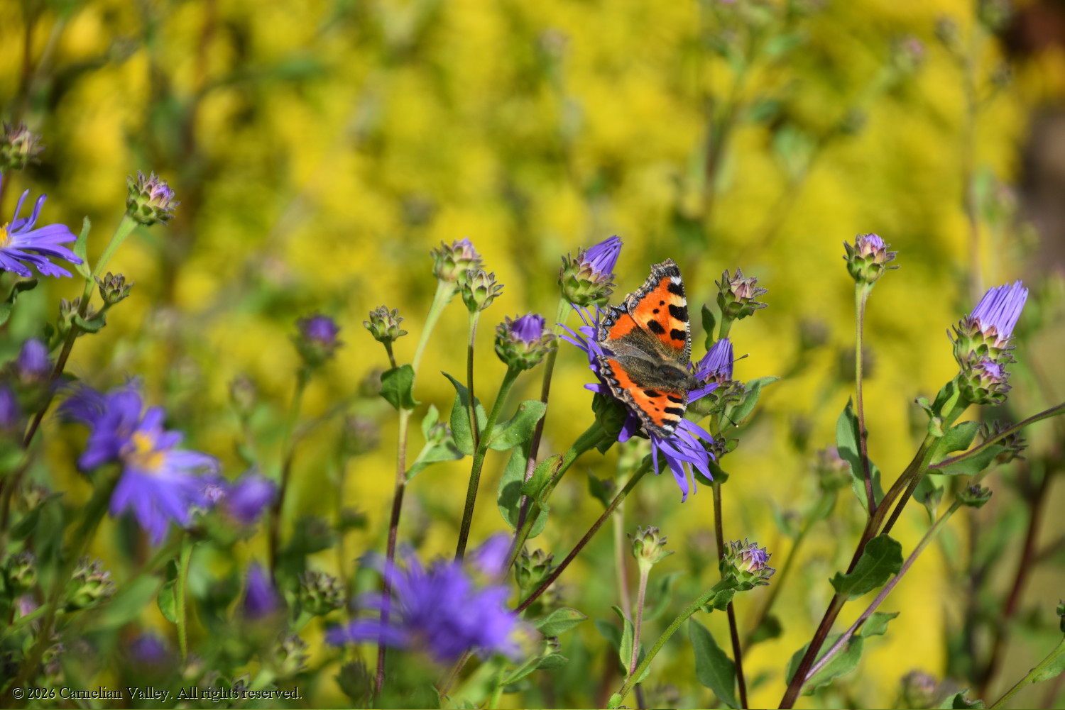 A photo of a painted lady variety of butterfly on a purple flower on a backdrop of other flowers